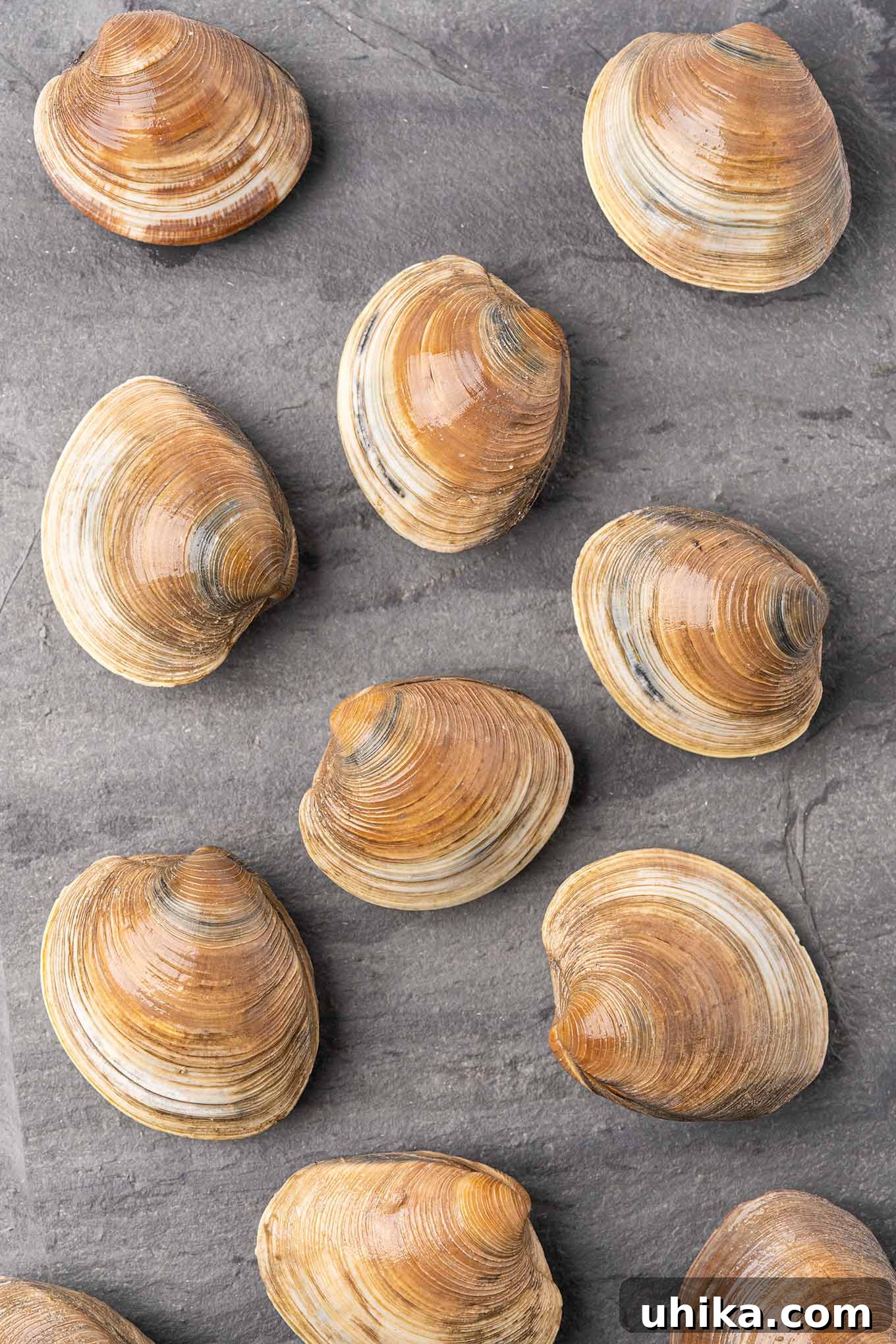 Fresh, whole, uncooked middleneck clams neatly arranged on a rustic slate serving board, awaiting preparation for the Clams Casino recipe.