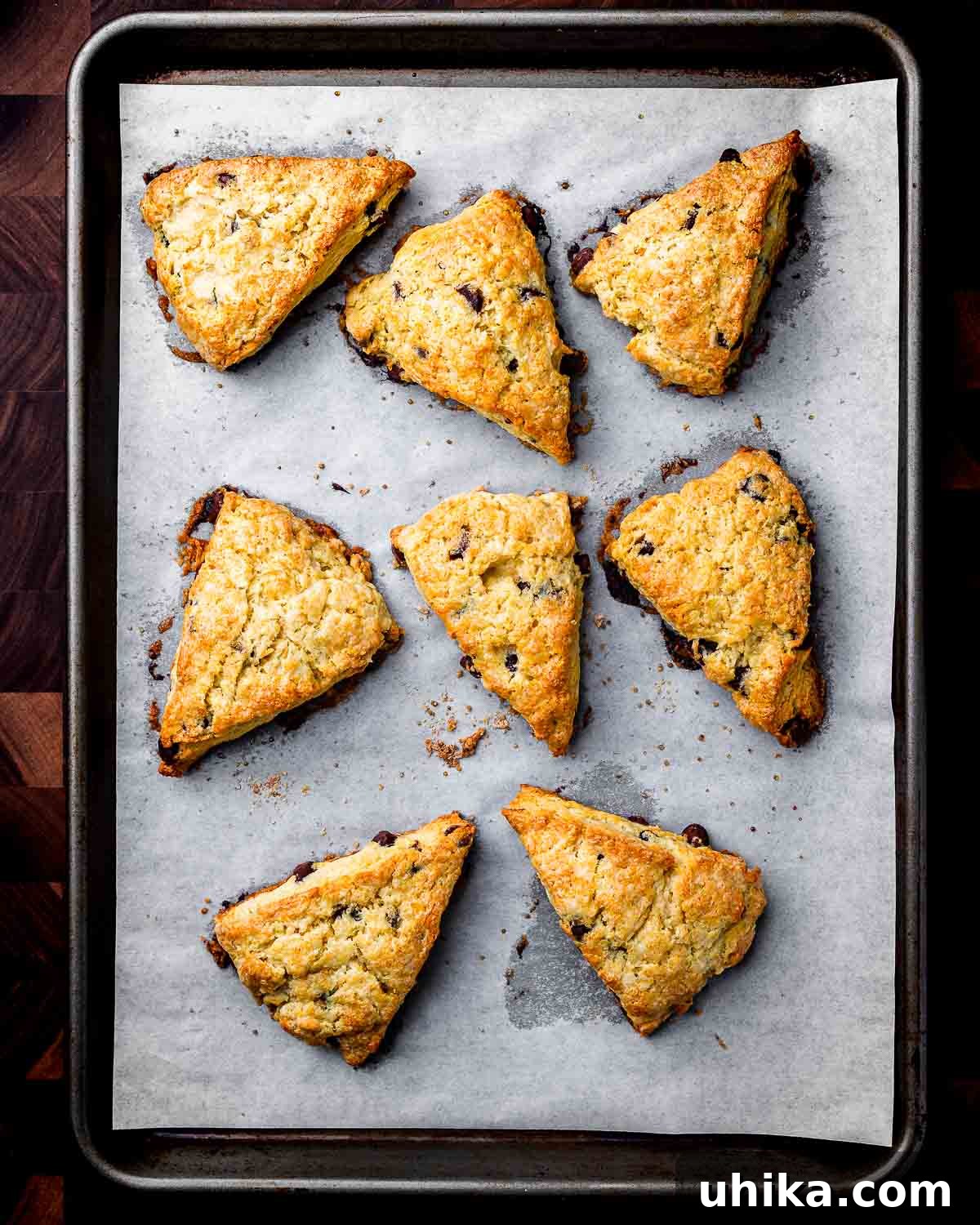 Decadent Chocolate Chip Scones 9 Overhead shot of baking sheet with chocolate chip scones, fresh out of the oven.