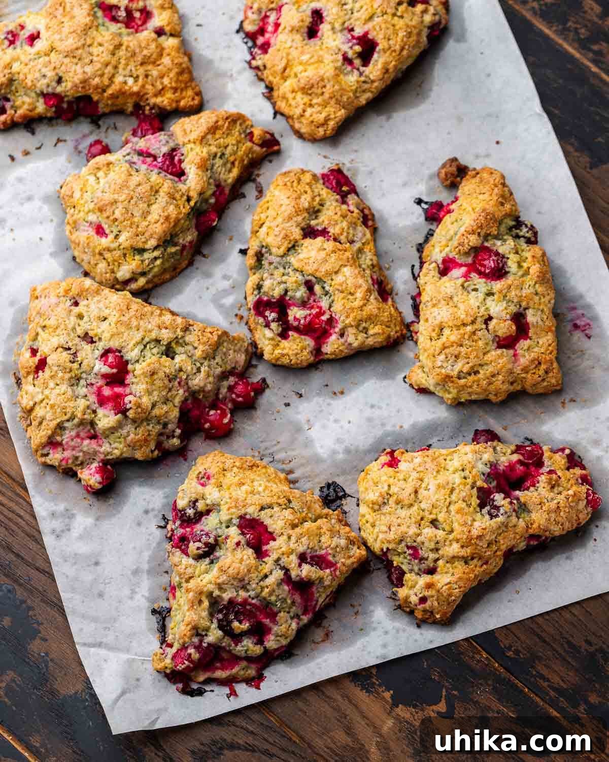 Eight cranberry orange scones on top of parchment paper on table.